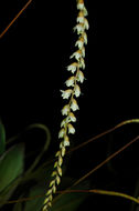 Dendrochilum cobbianum Rchb. fil. resmi