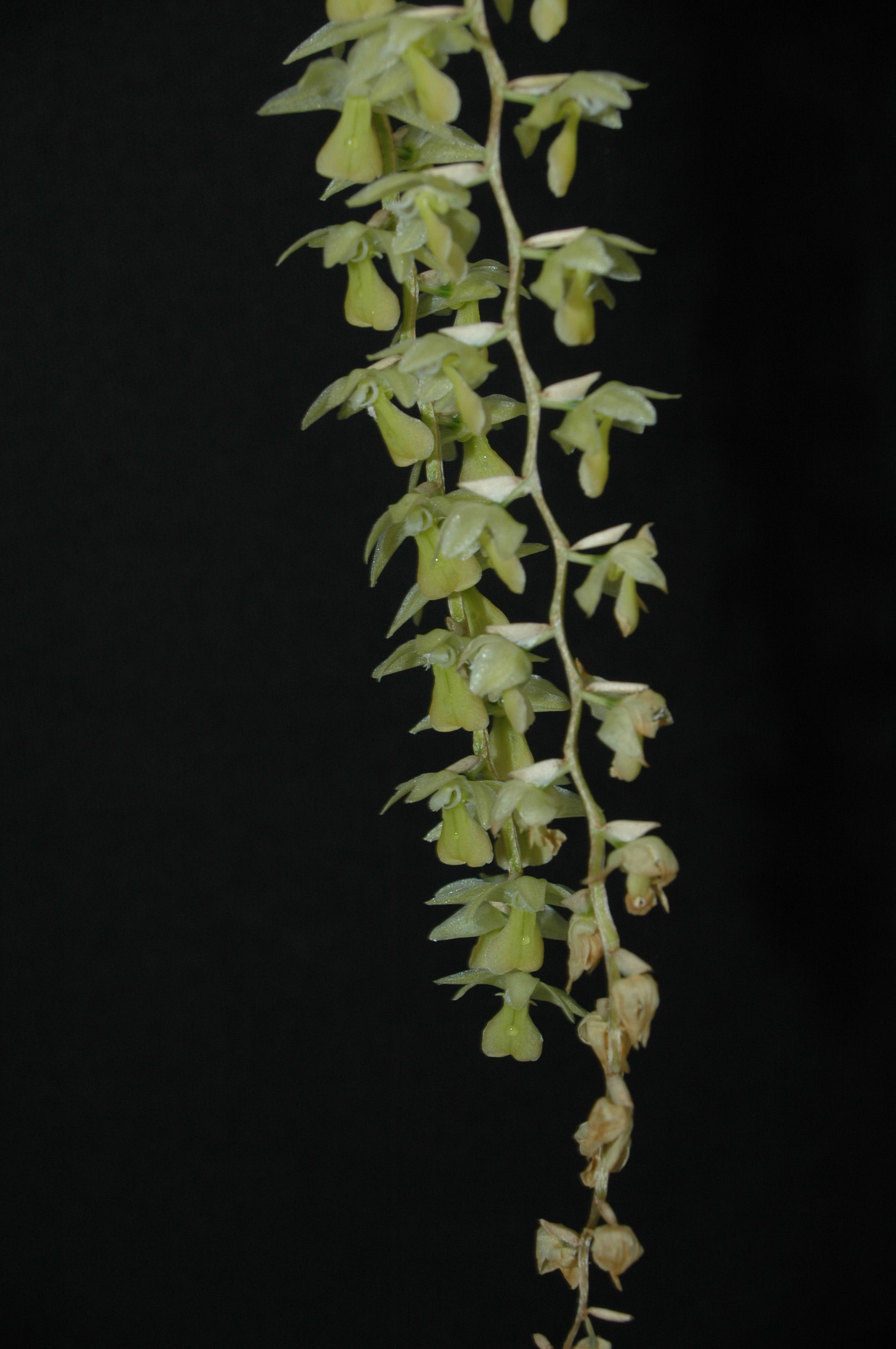 Image of Cobb's Dendrochilum