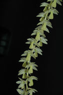 Dendrochilum cobbianum Rchb. fil. resmi