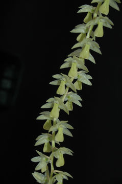 Image of Cobb's Dendrochilum