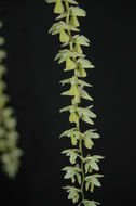 Dendrochilum cobbianum Rchb. fil. resmi