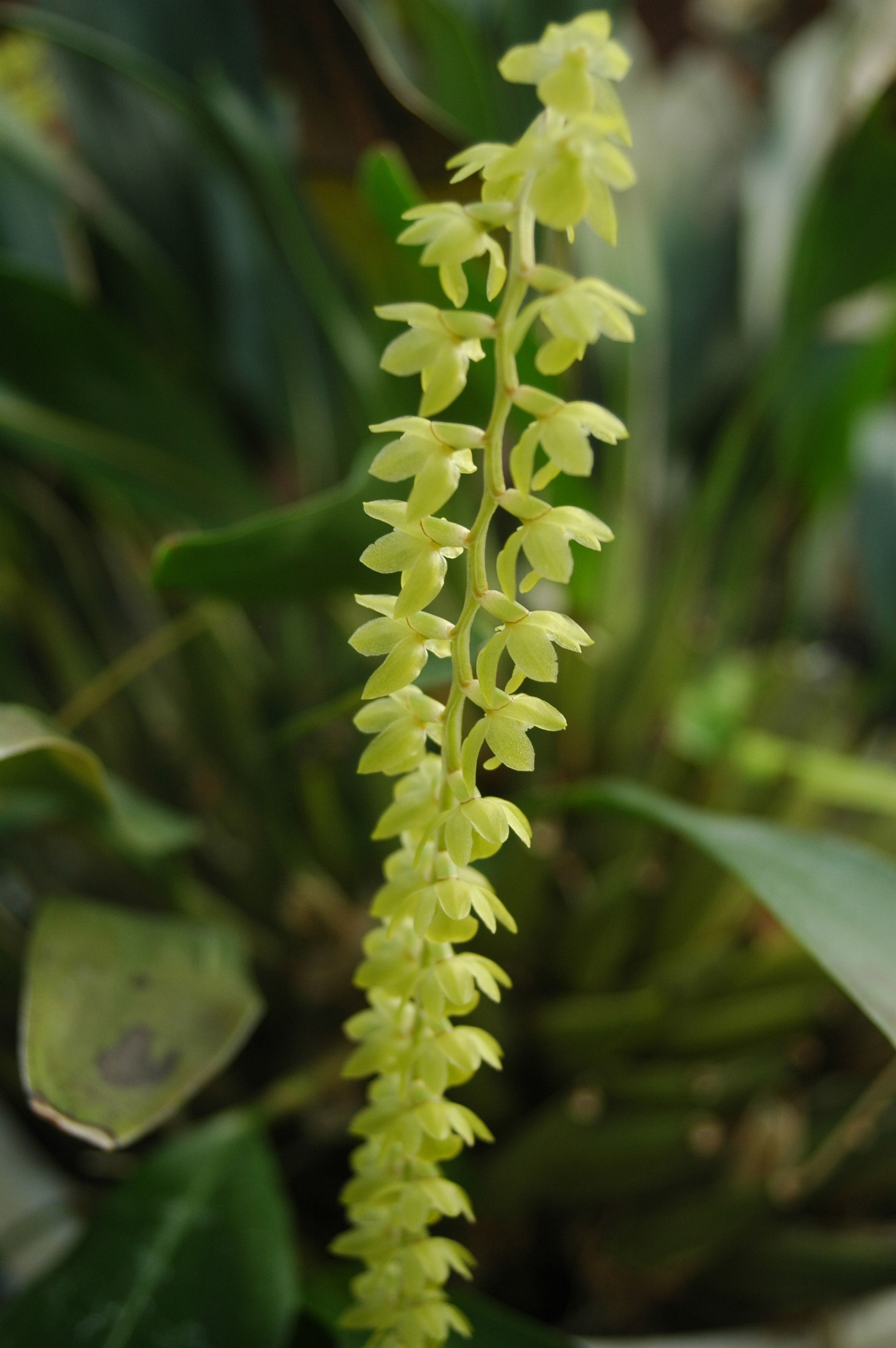 Dendrochilum cobbianum Rchb. fil. resmi