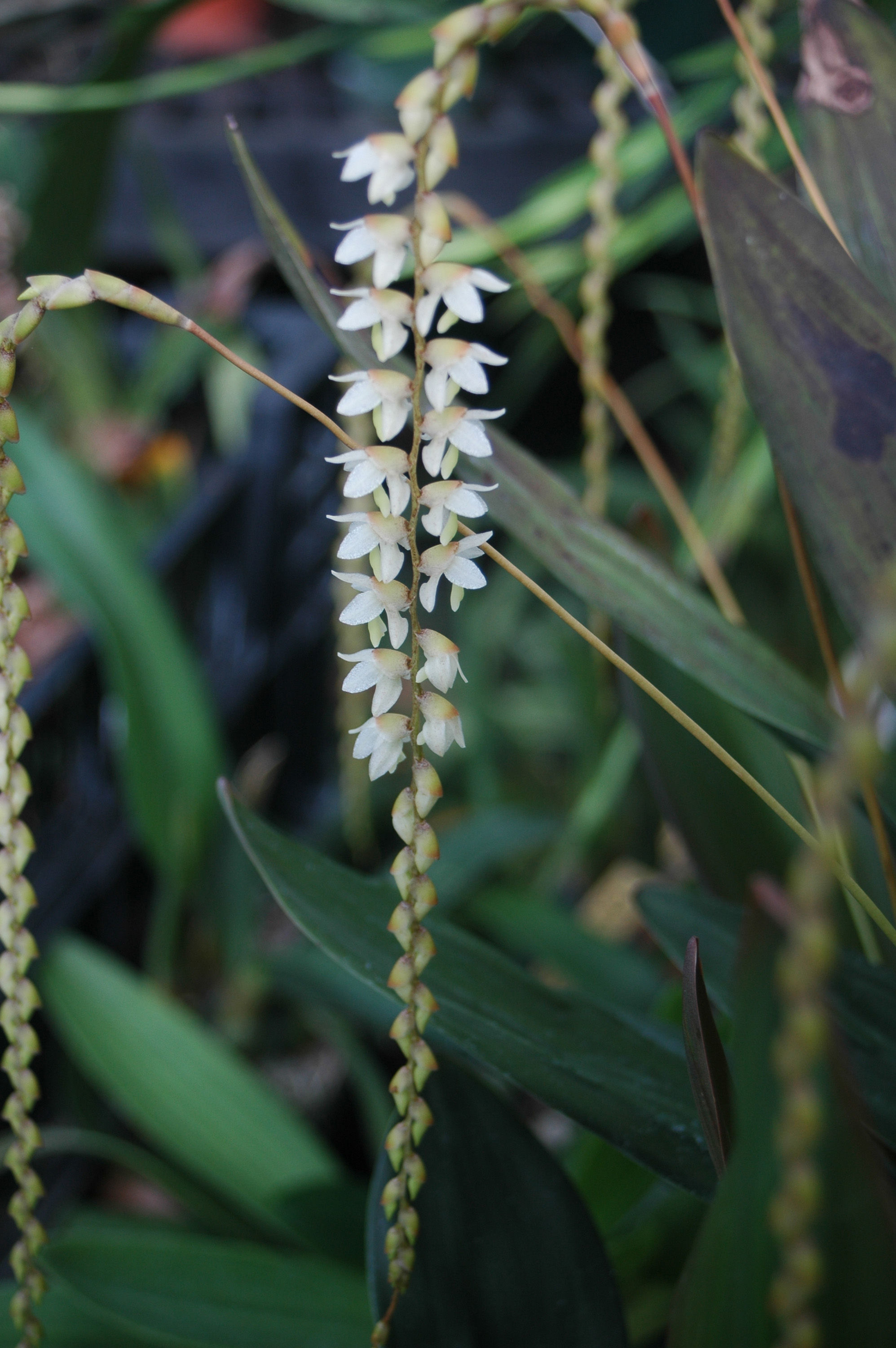 Dendrochilum cobbianum Rchb. fil. resmi