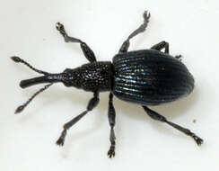Image of Ceratapion onopordi