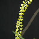 Image of Dendrochilum filiforme Lindl.