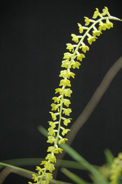 Imagem de Dendrochilum filiforme Lindl.