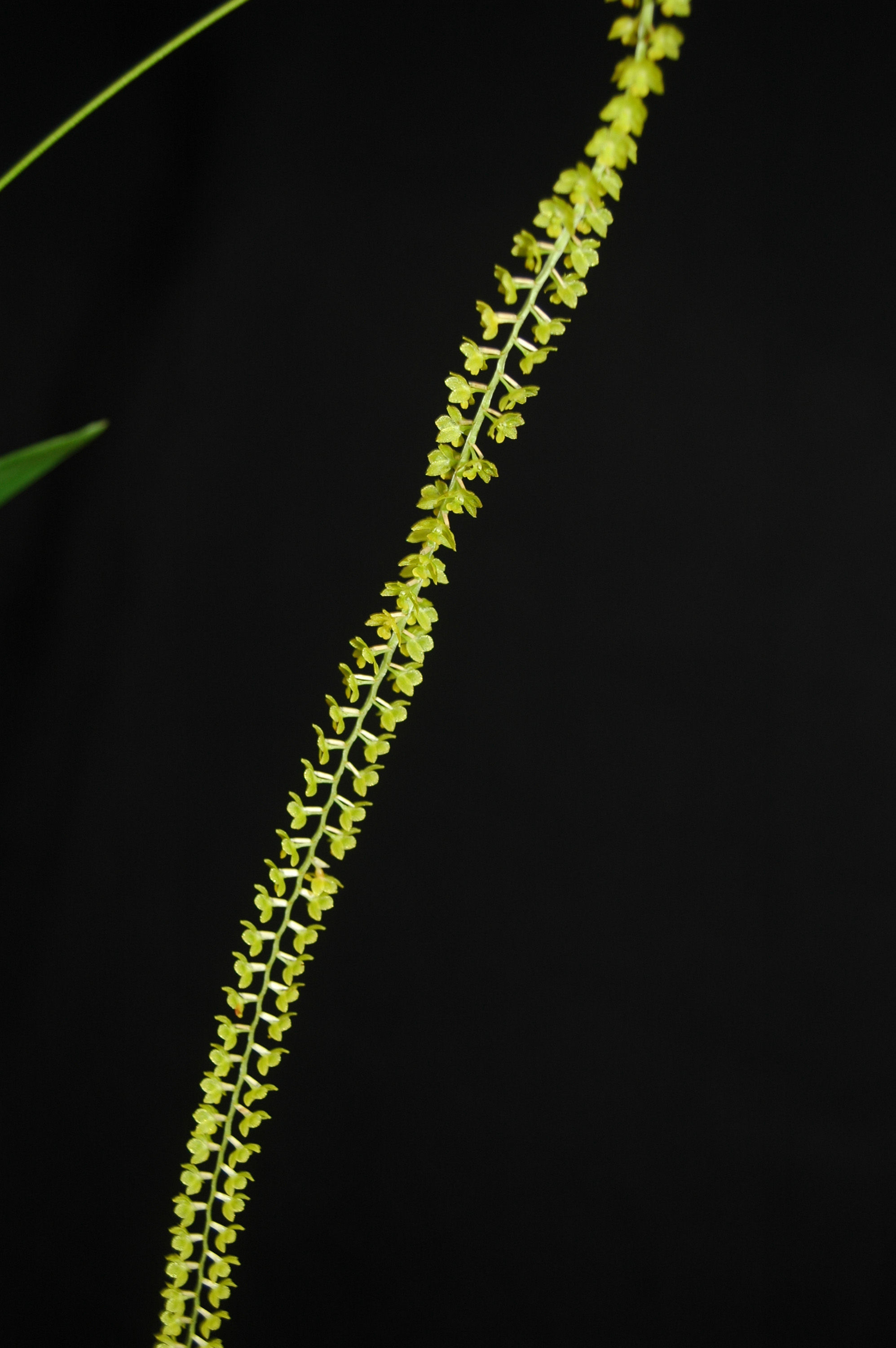 Imagem de Dendrochilum filiforme Lindl.