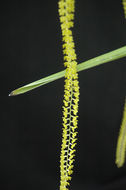 Imagem de Dendrochilum filiforme Lindl.