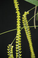 Imagem de Dendrochilum filiforme Lindl.