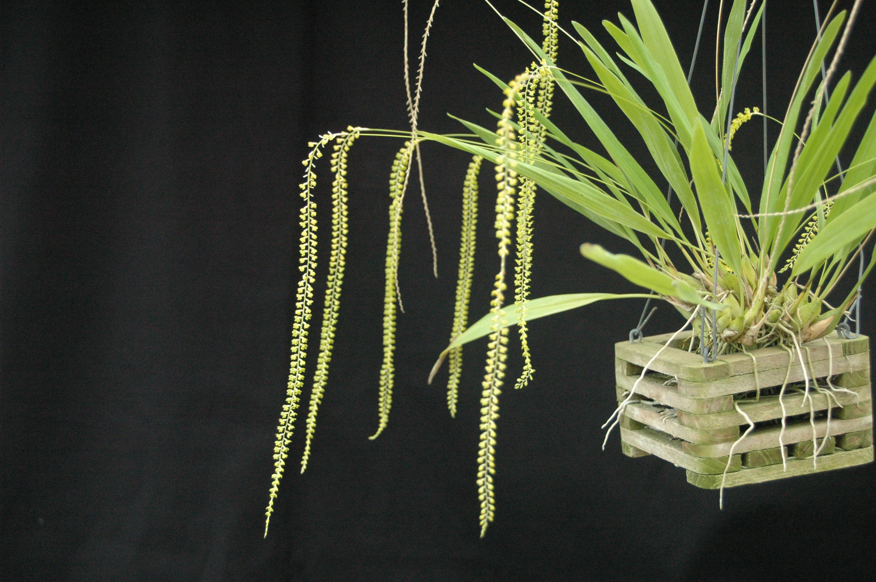 Imagem de Dendrochilum filiforme Lindl.