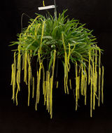 Imagem de Dendrochilum filiforme Lindl.