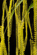 Imagem de Dendrochilum filiforme Lindl.