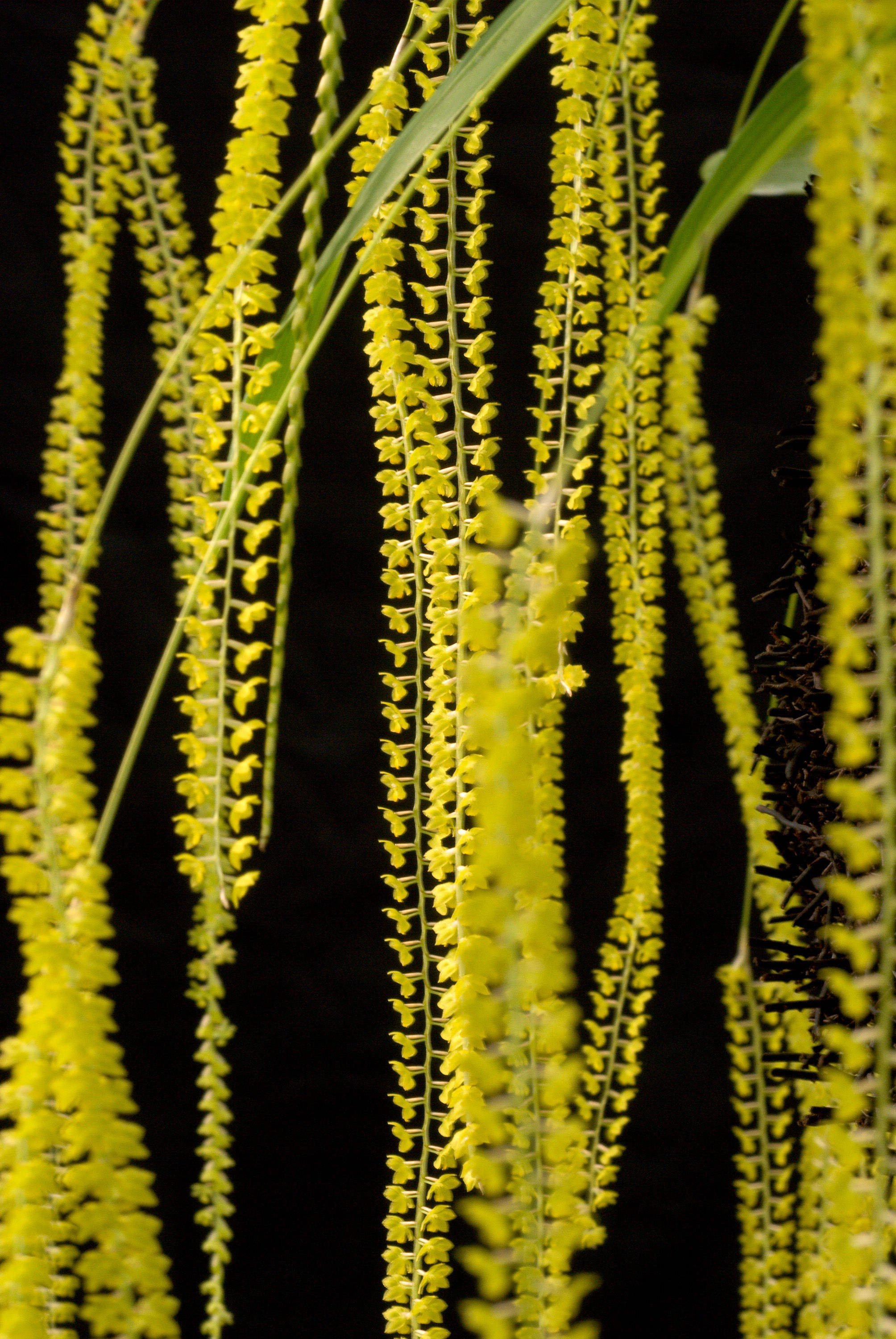 Imagem de Dendrochilum filiforme Lindl.