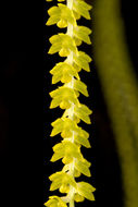 Imagem de Dendrochilum filiforme Lindl.