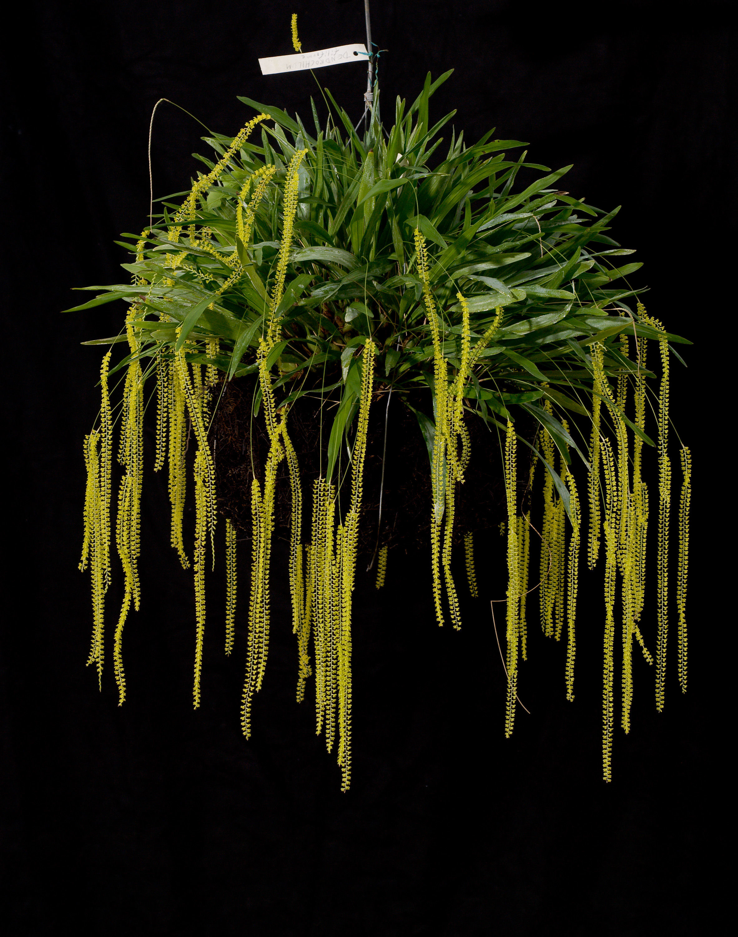 Imagem de Dendrochilum filiforme Lindl.