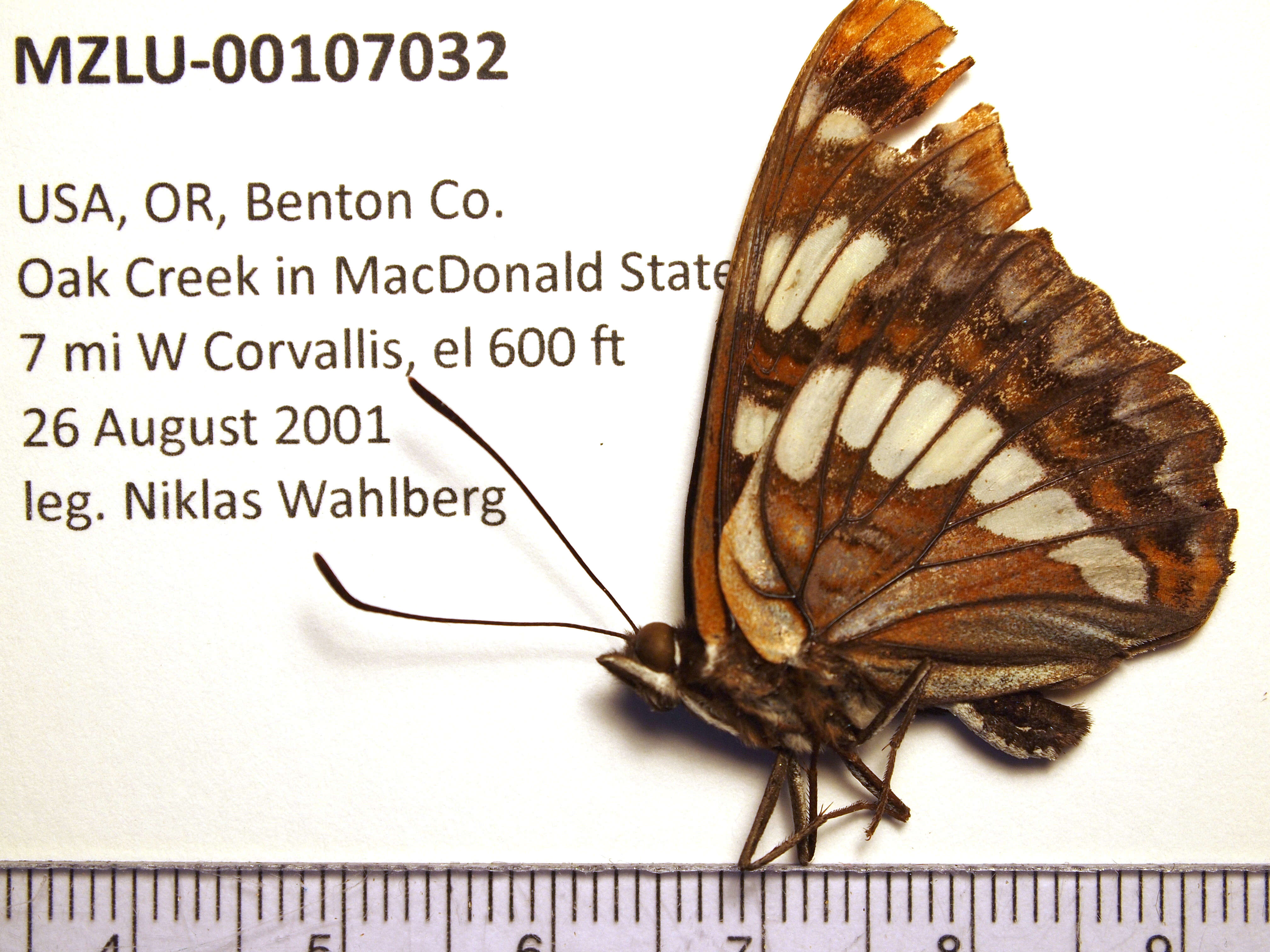 Image of Lorquin's Admiral