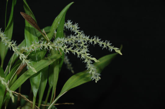 Image of Dendrochilum pumilum Rchb. fil.