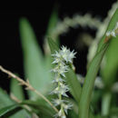 Image of Dendrochilum pumilum Rchb. fil.