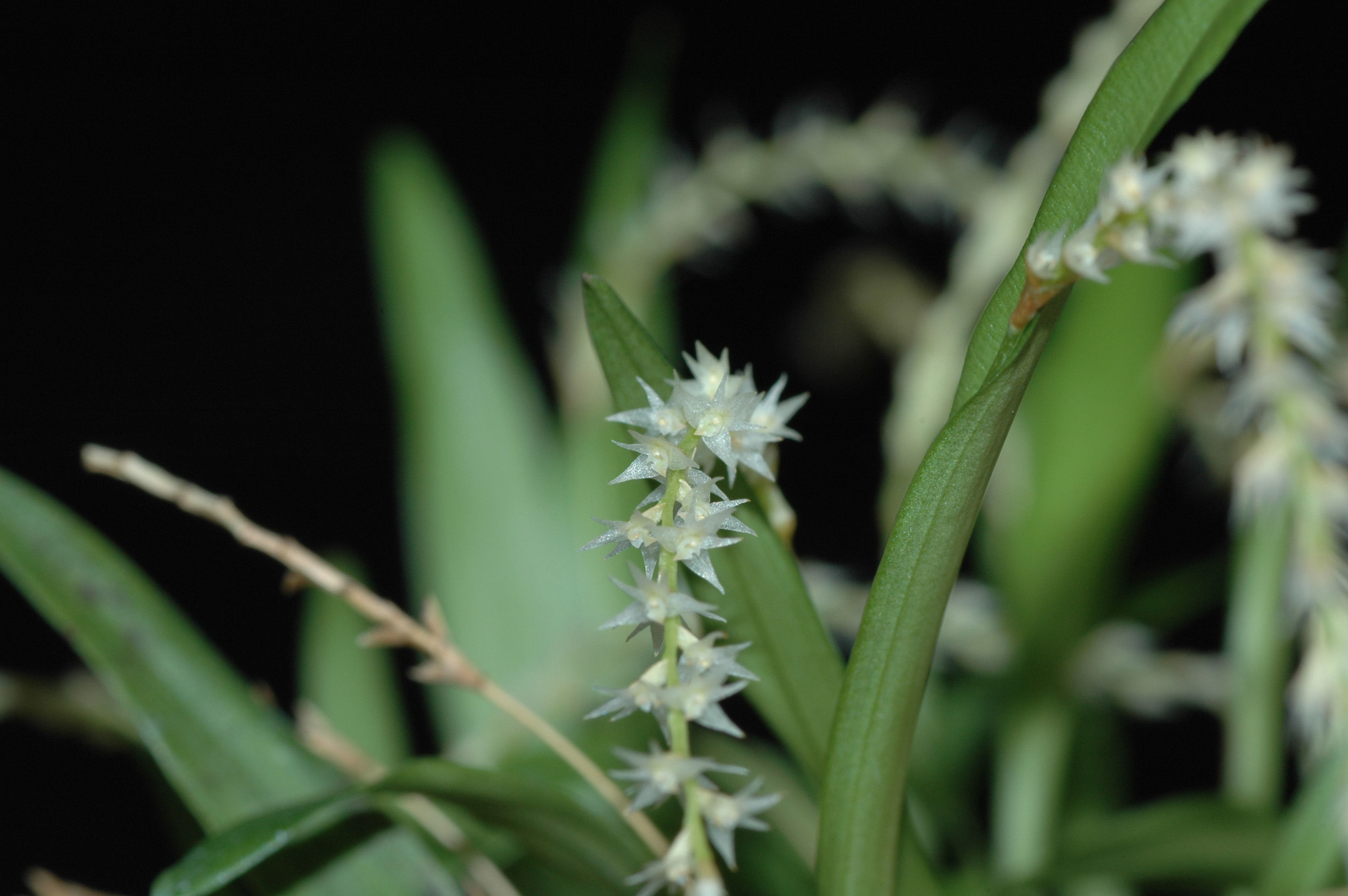 Image of Dendrochilum pumilum Rchb. fil.