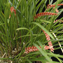 Image of Dendrochilum wenzelii Ames