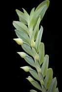 Image of Dichaea glauca (Sw.) Lindl.