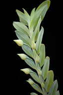 Imagem de Dichaea glauca (Sw.) Lindl.