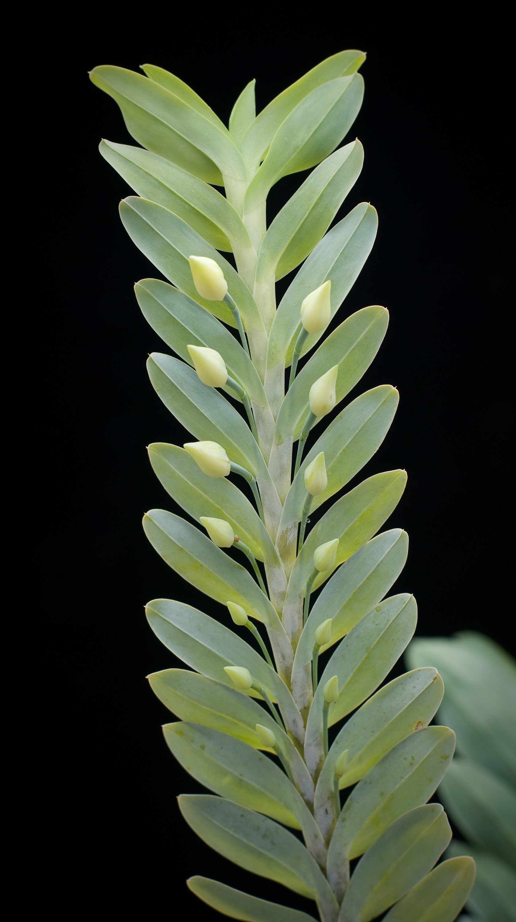 Image of Dichaea glauca (Sw.) Lindl.