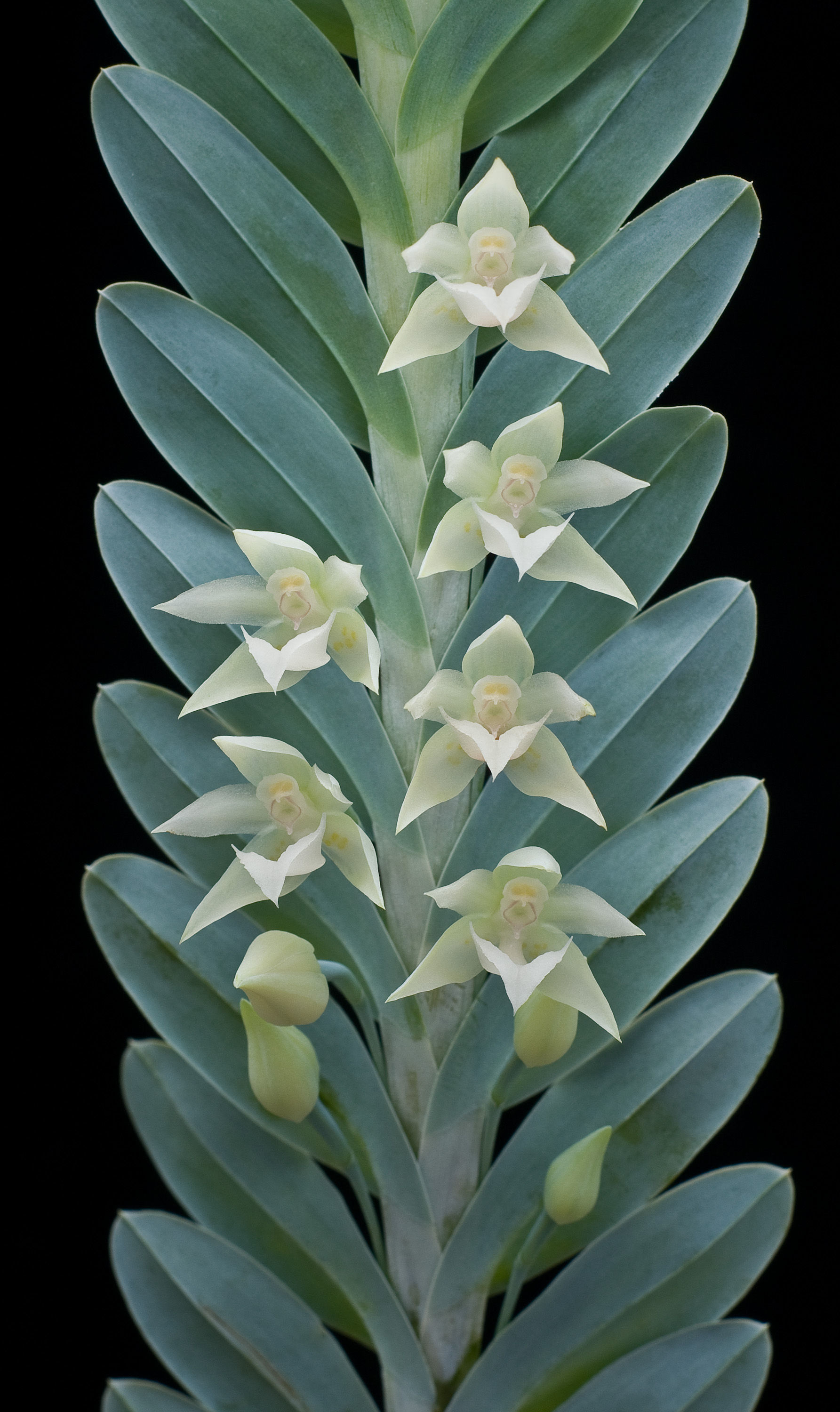 Image of Dichaea glauca (Sw.) Lindl.