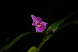 Image of Dimerandra stenopetala (Hook.) Schltr.