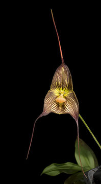 Image of Orchid