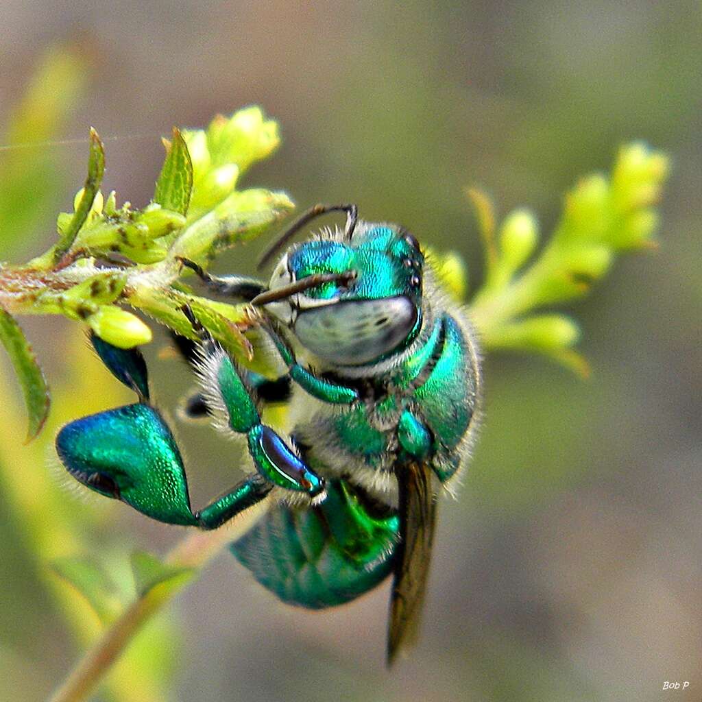 Image of Euglossa viridissima Friese 1899