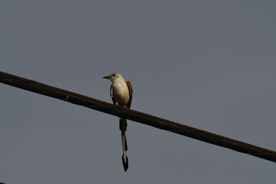 Image of Scissor-tailed Flycatcher