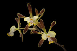 Image de Encyclia alata (Bateman) Schltr.