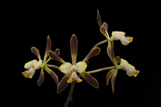 Image of Encyclia alata (Bateman) Schltr.