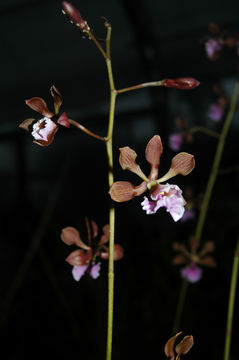 Image de Encyclia alata (Bateman) Schltr.