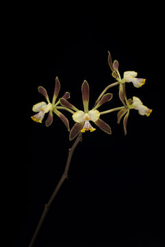 Image of Encyclia alata (Bateman) Schltr.