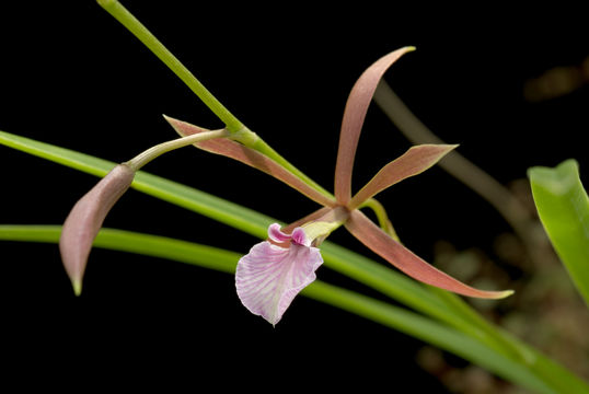 Image of Encyclia bractescens (Lindl.) Hoehne