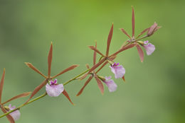 Image of Encyclia bractescens (Lindl.) Hoehne