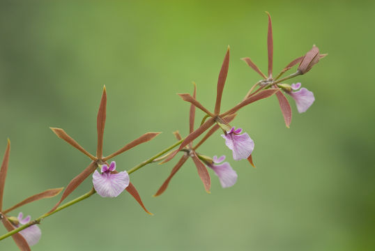 Image of Encyclia bractescens (Lindl.) Hoehne