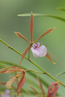 Image of Encyclia bractescens (Lindl.) Hoehne