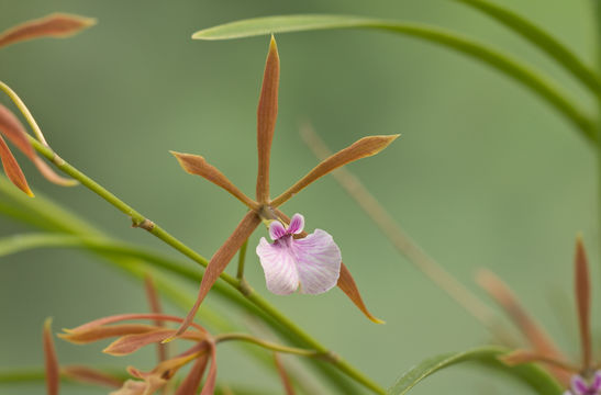 Image of Encyclia bractescens (Lindl.) Hoehne