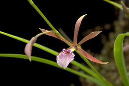 Image of Encyclia bractescens (Lindl.) Hoehne