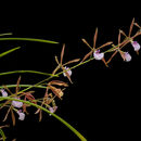 Image of María's Encyclia