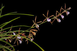 Image of Encyclia bractescens (Lindl.) Hoehne