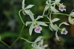 Image of Encyclia ceratistes (Lindl.) Schltr.