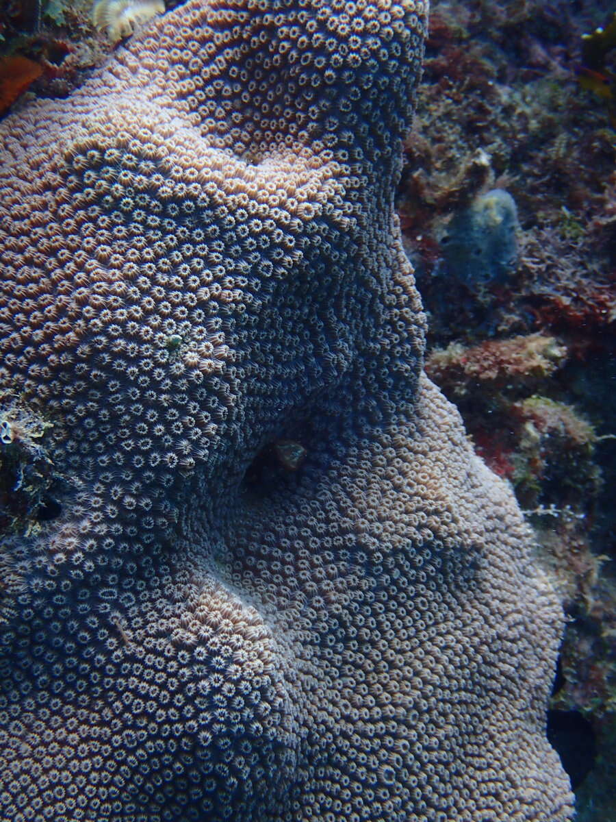 Image of Mountainous Star Coral