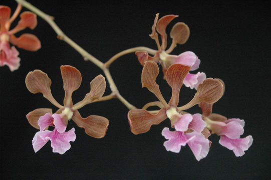 Image of Encyclia hanburyi (Lindl.) Schltr.