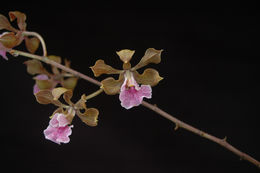 Image of Encyclia hanburyi (Lindl.) Schltr.