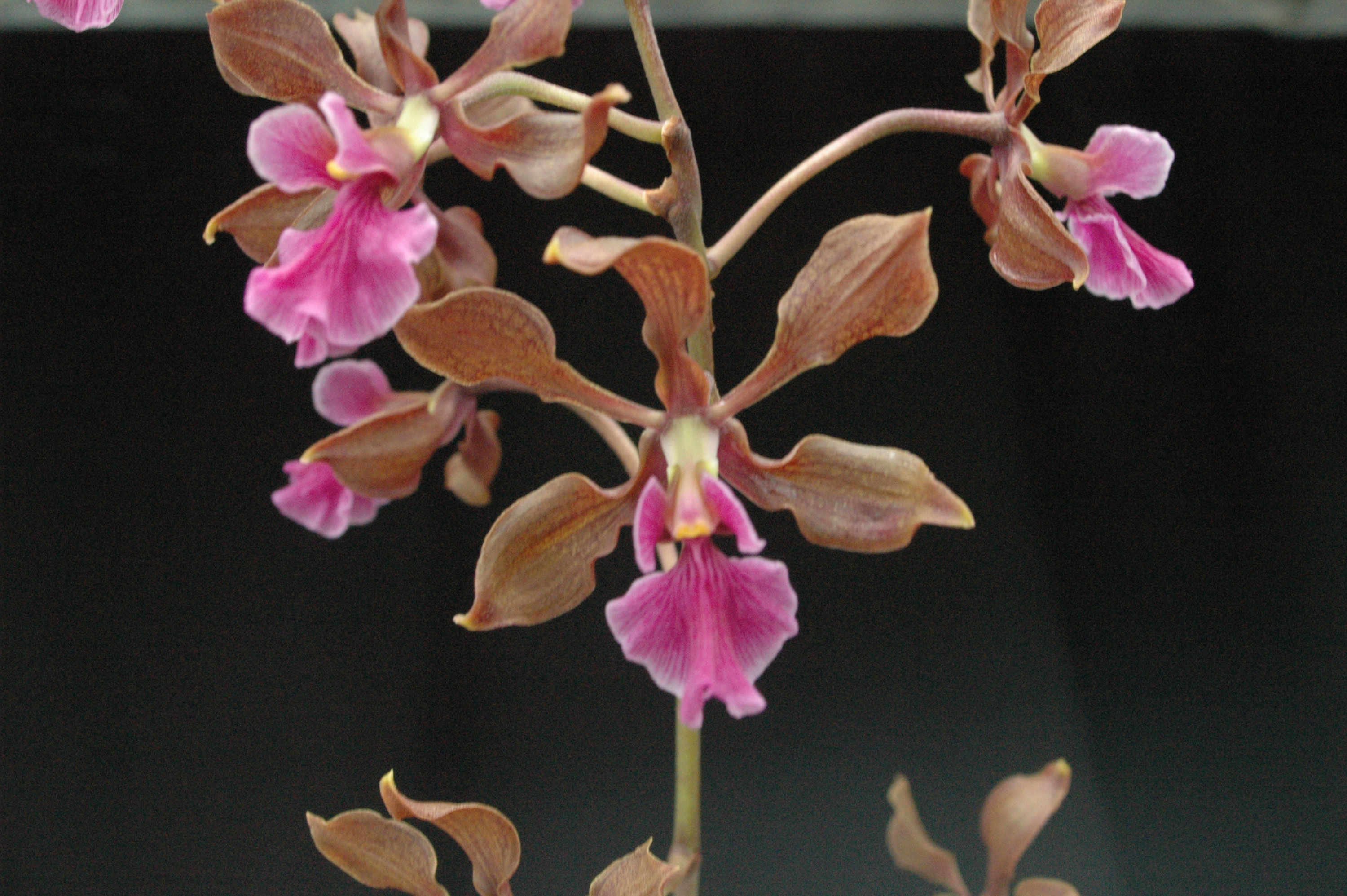 Image of Encyclia hanburyi (Lindl.) Schltr.