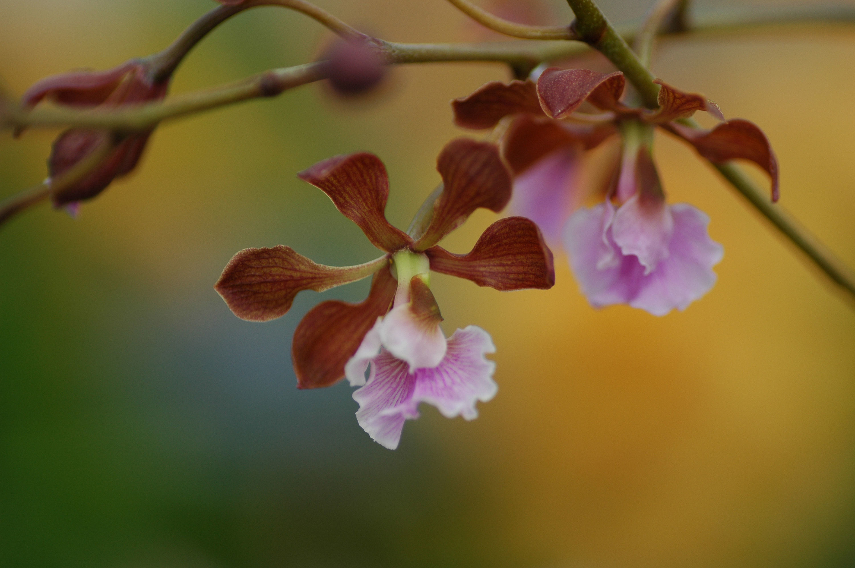 Image of Encyclia hanburyi (Lindl.) Schltr.